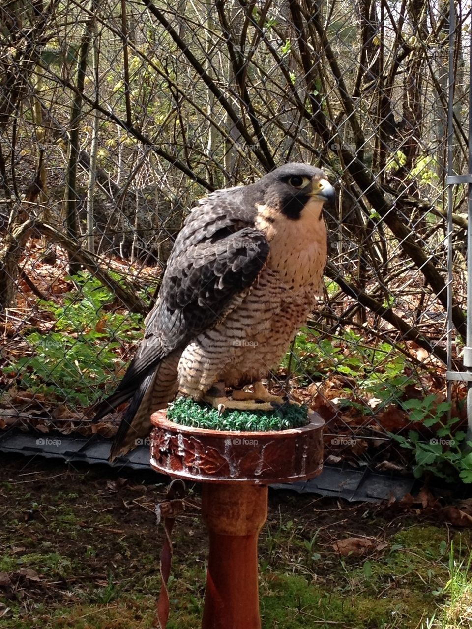Peregrine Falcon 1