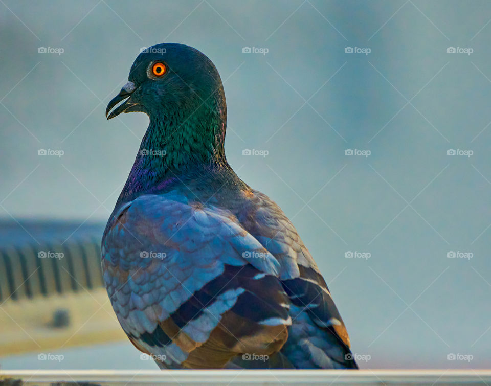 Bird photography  - dove  - closeup