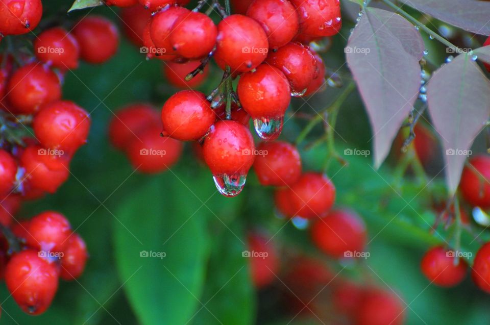 Red berries