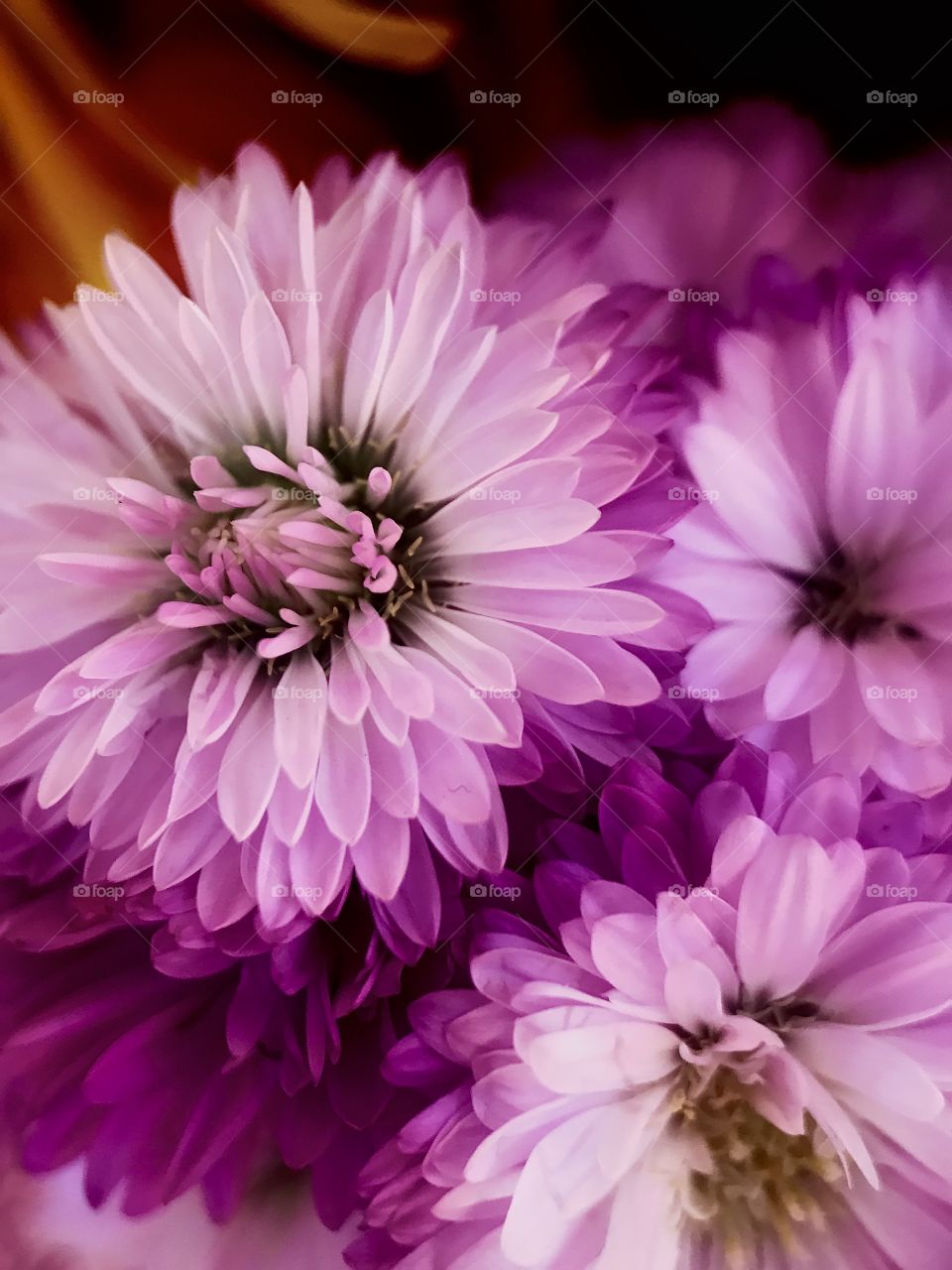 Flores lilas, naturaleza,color
