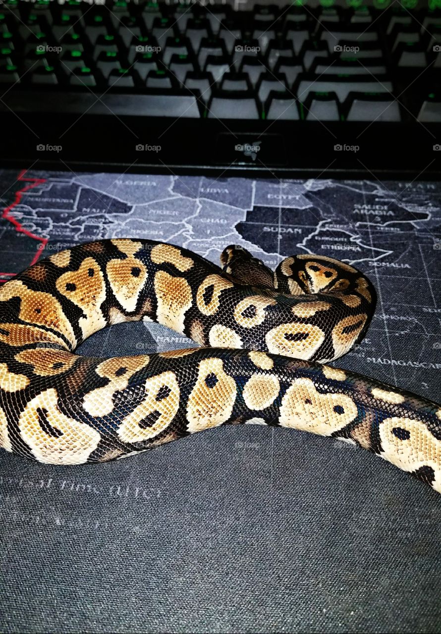 Just a snake and a keyboard