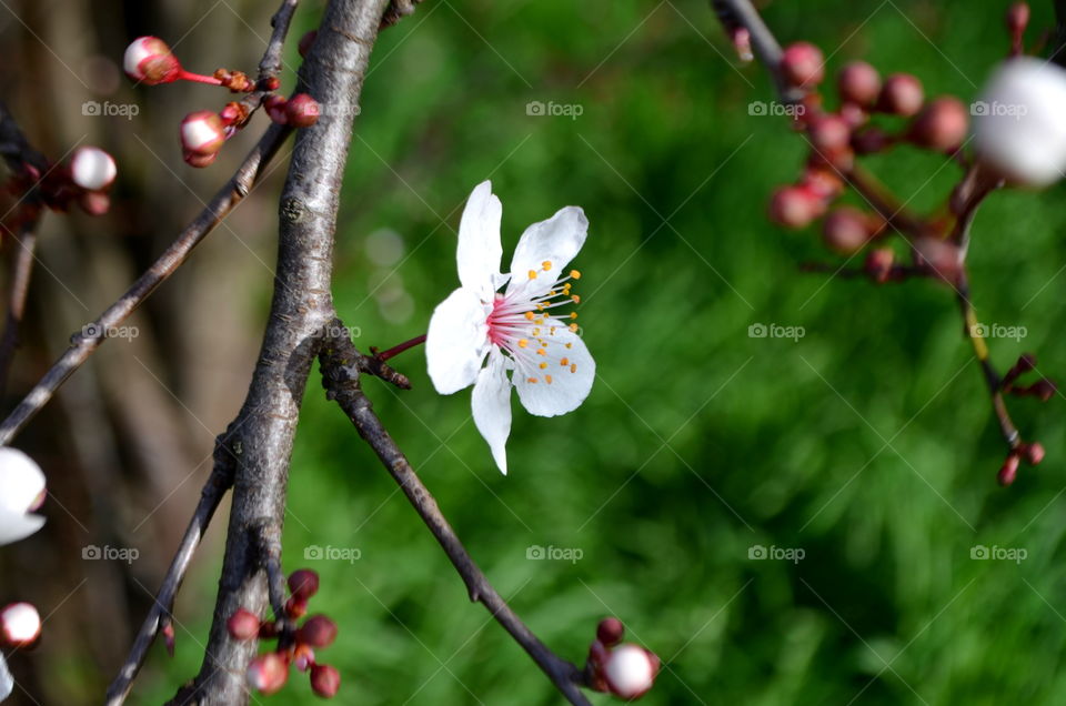 Close-up of cherry blossoms