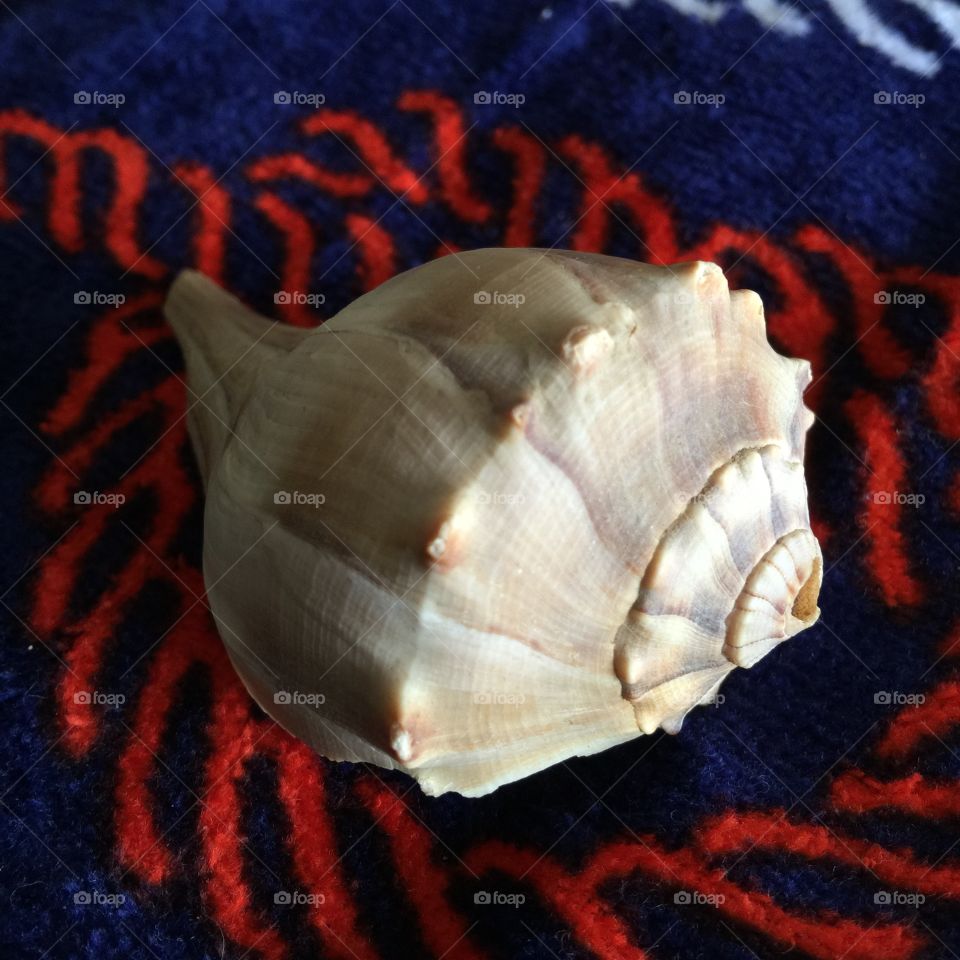 Seashell