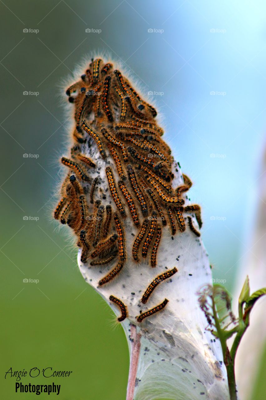 Catapillar Nest