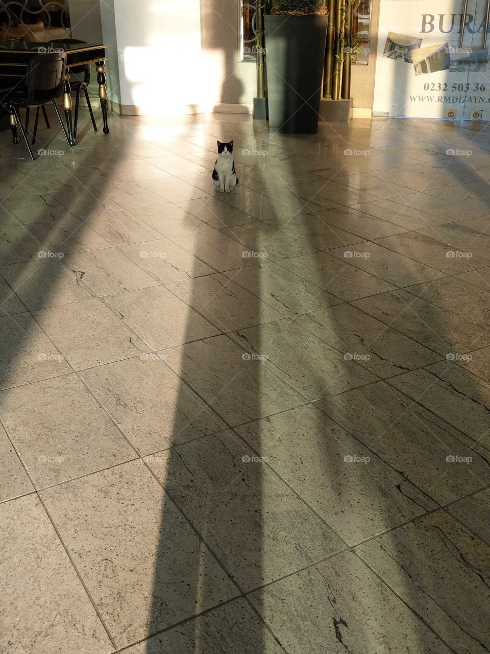 Open the door, a cat was welcoming the  travelers in the hotel, my shadow was long because sunshine came from back,   the cat was covered by shadow, this is an impressive  and beautiful thing to me.