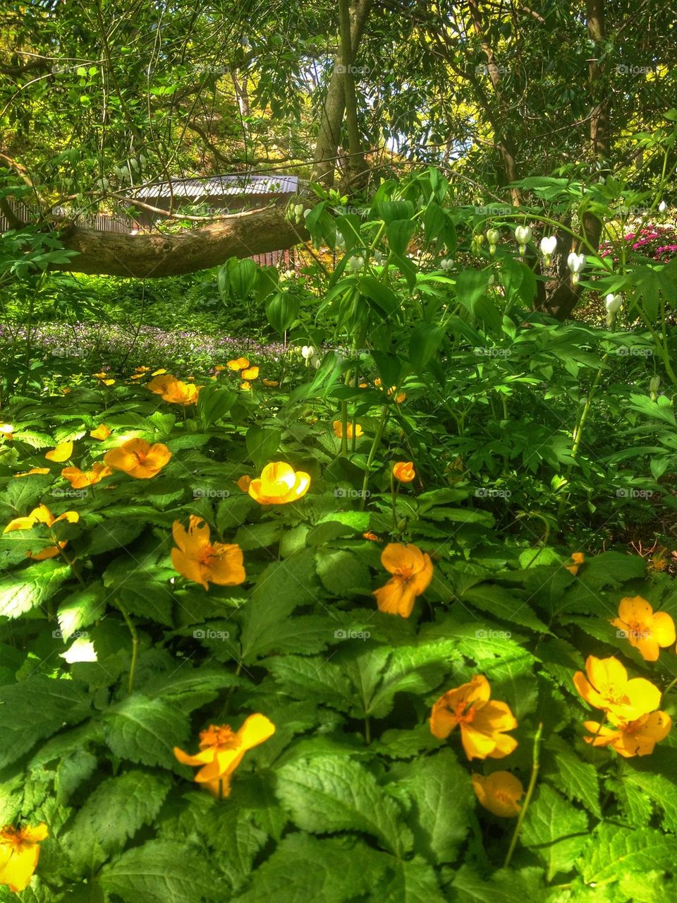 Yellow flower bed