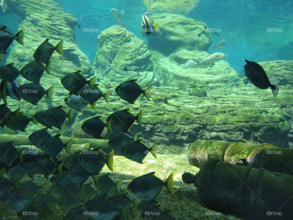 Under the sea
Under the sea
Darling it's better
Down where it's wetter
Take it from me
Up on the shore they work all day
Out in the sun they slave away
While we devotin'
Full time to floatin'
Under the sea 🎼