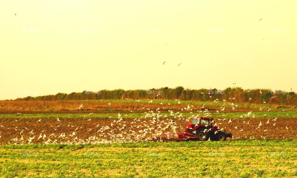 greedy birds