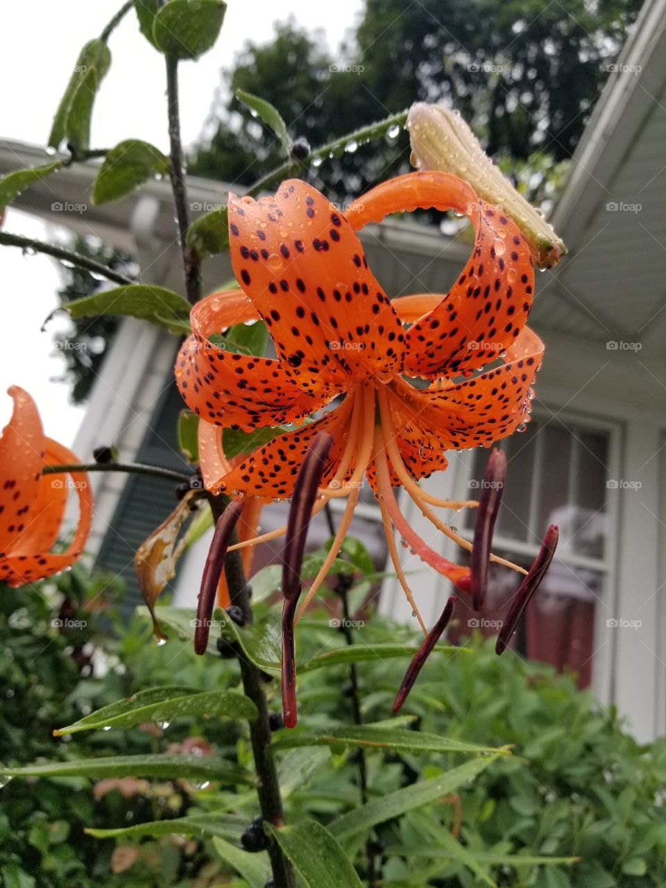 tiger Lilies