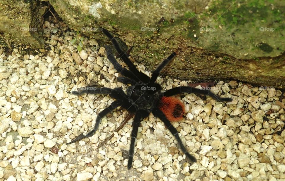 black tarantula with orange tail in a jungle setting