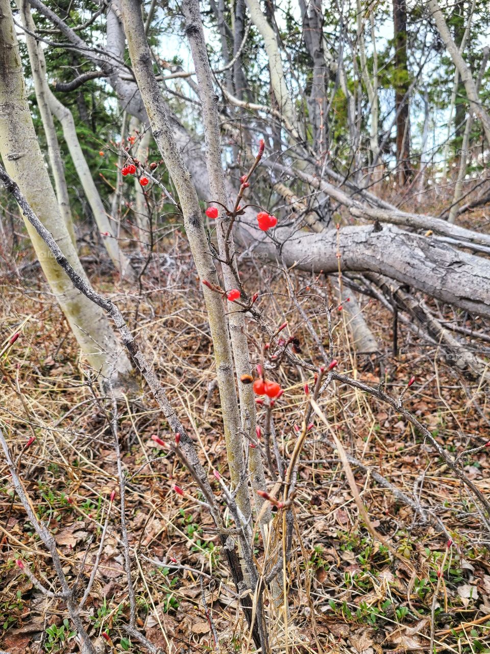 Red spring berries