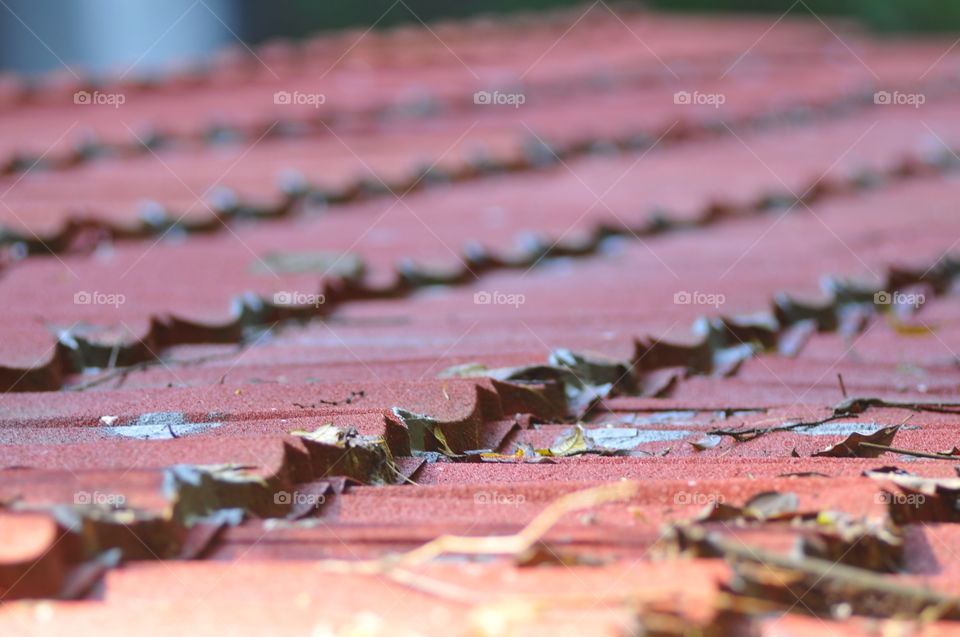 Dry leaves on roof top