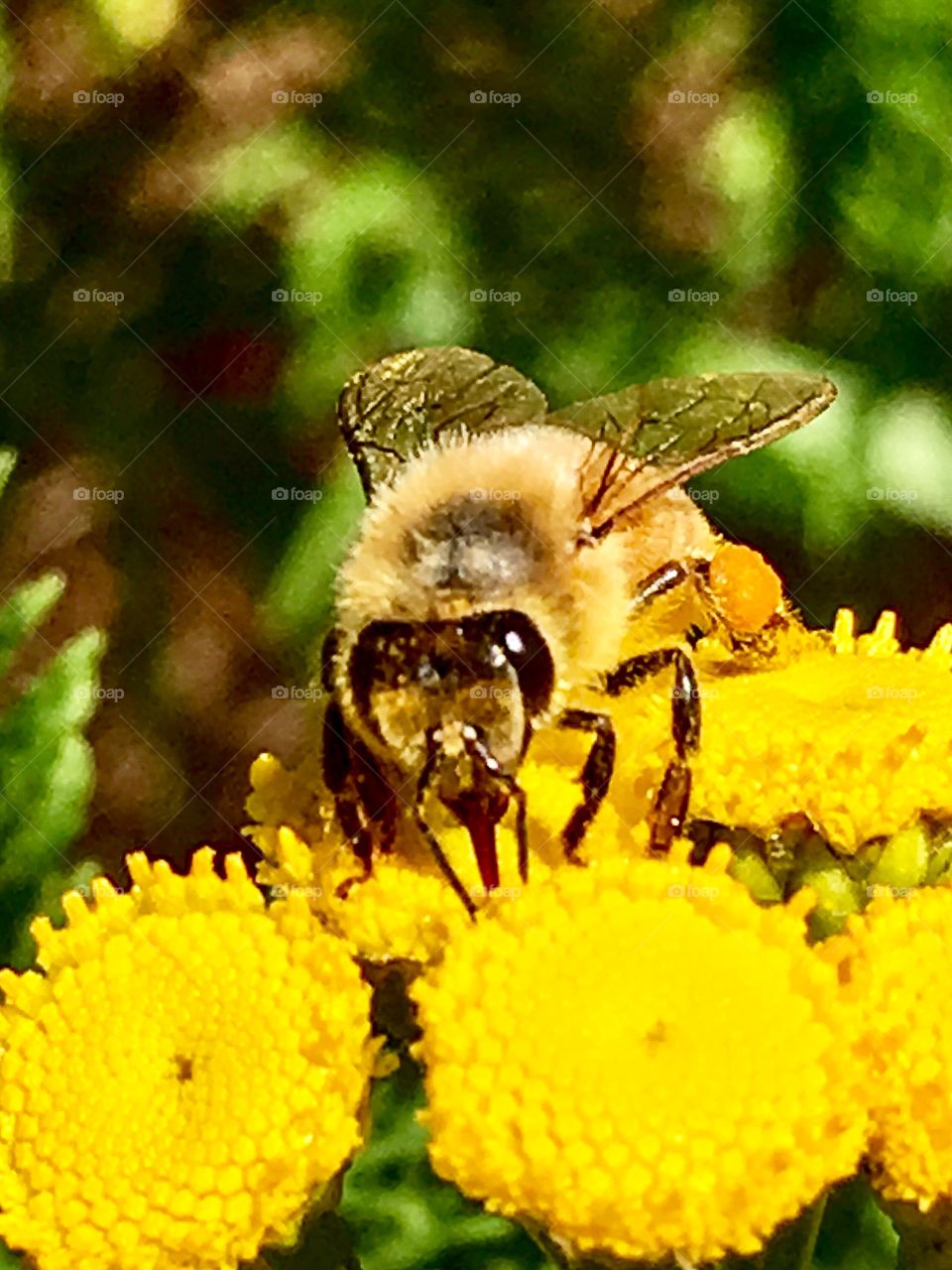Bee At Work 