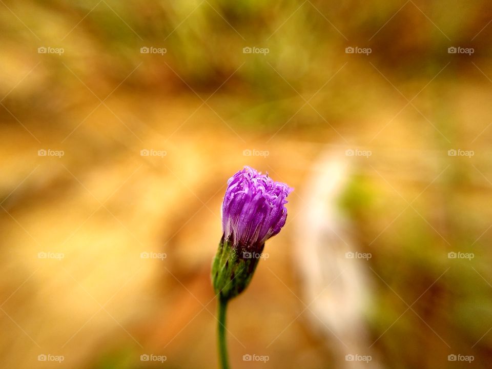 Flower of purple colour