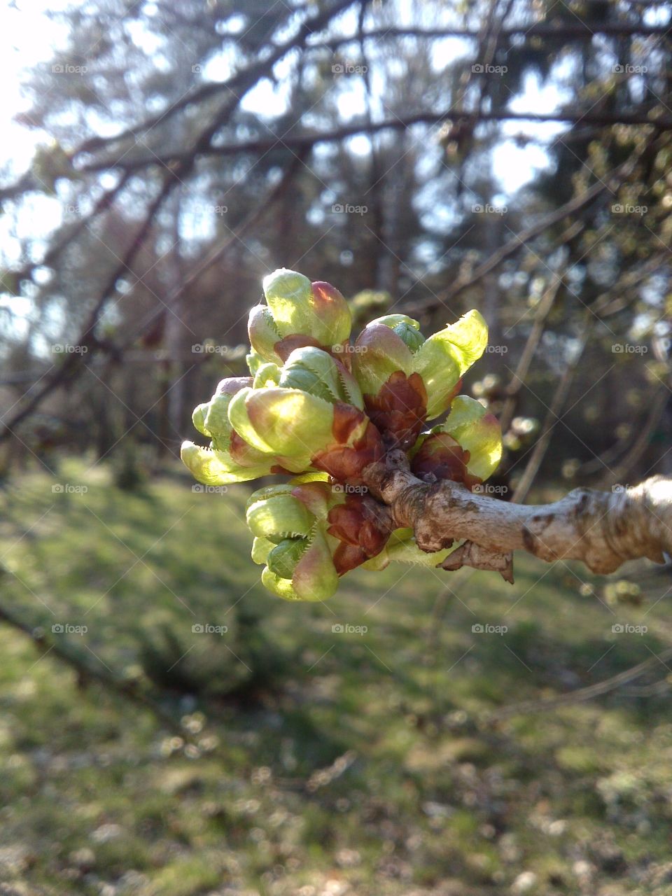 early spring