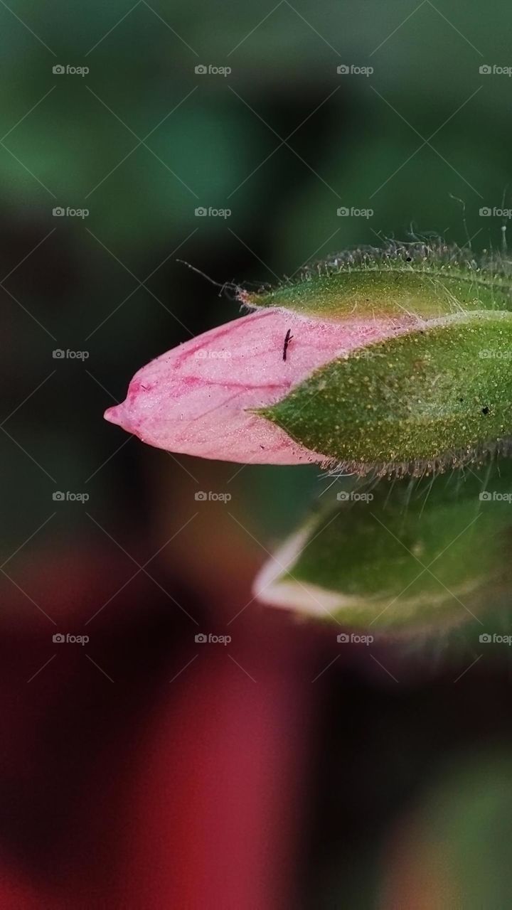 Macro photo of flower growing in the garden