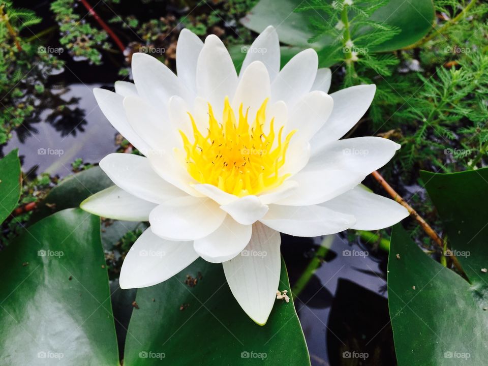 Close-up of lotus on pond