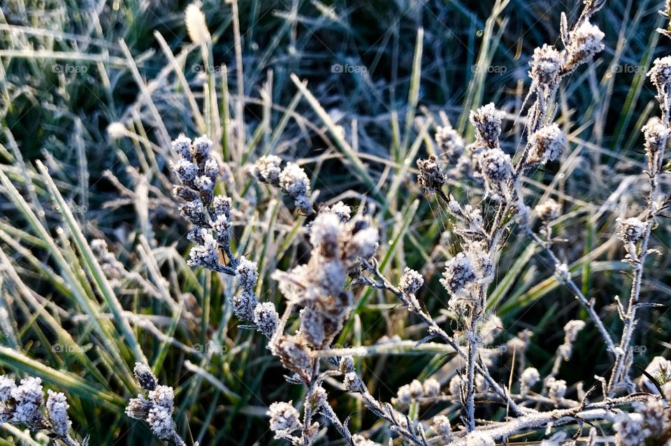 First Frost, Missouri, Holiday Lake