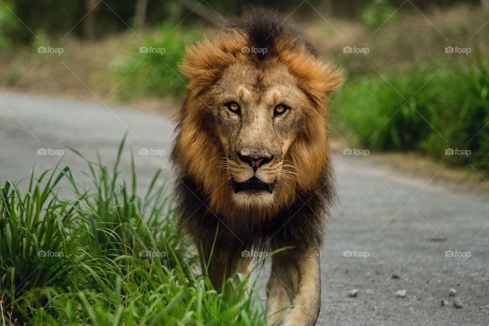 A male lion walking on a road through Bannerghatta Biological Park
