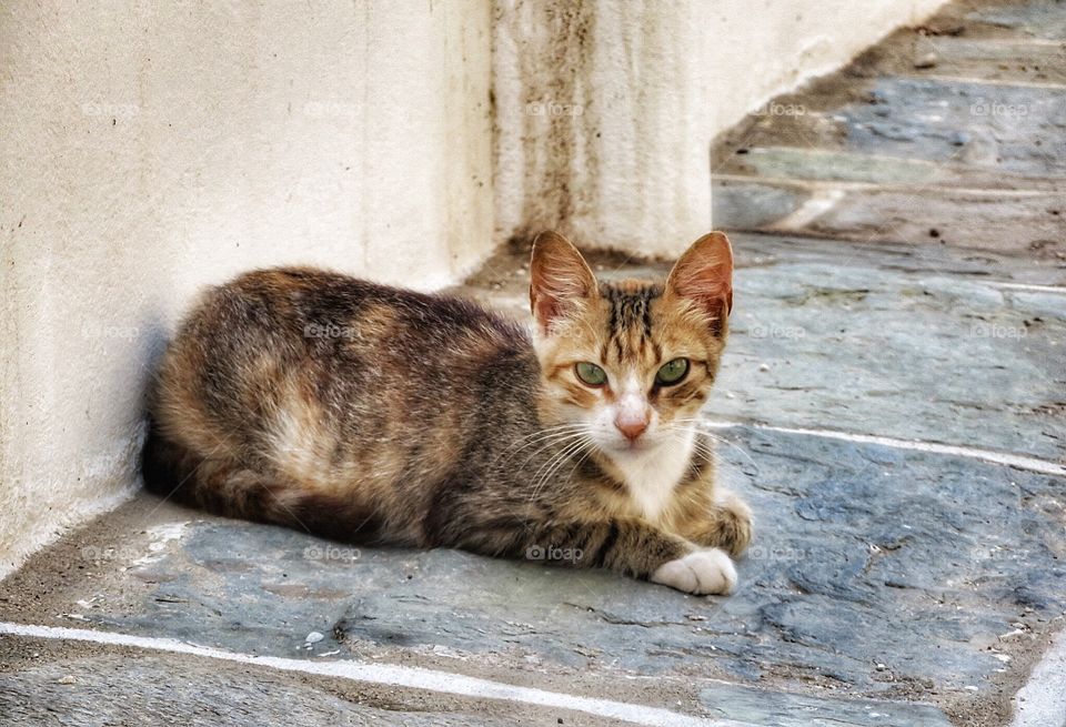 Greek cat Folegandros 