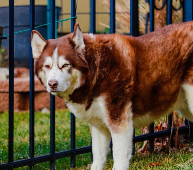 husky by a fence
