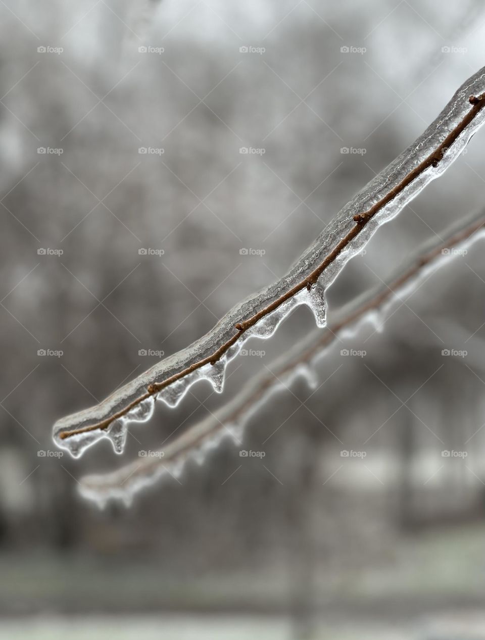 Tree branch covered with ice. Branch glazed with ice 