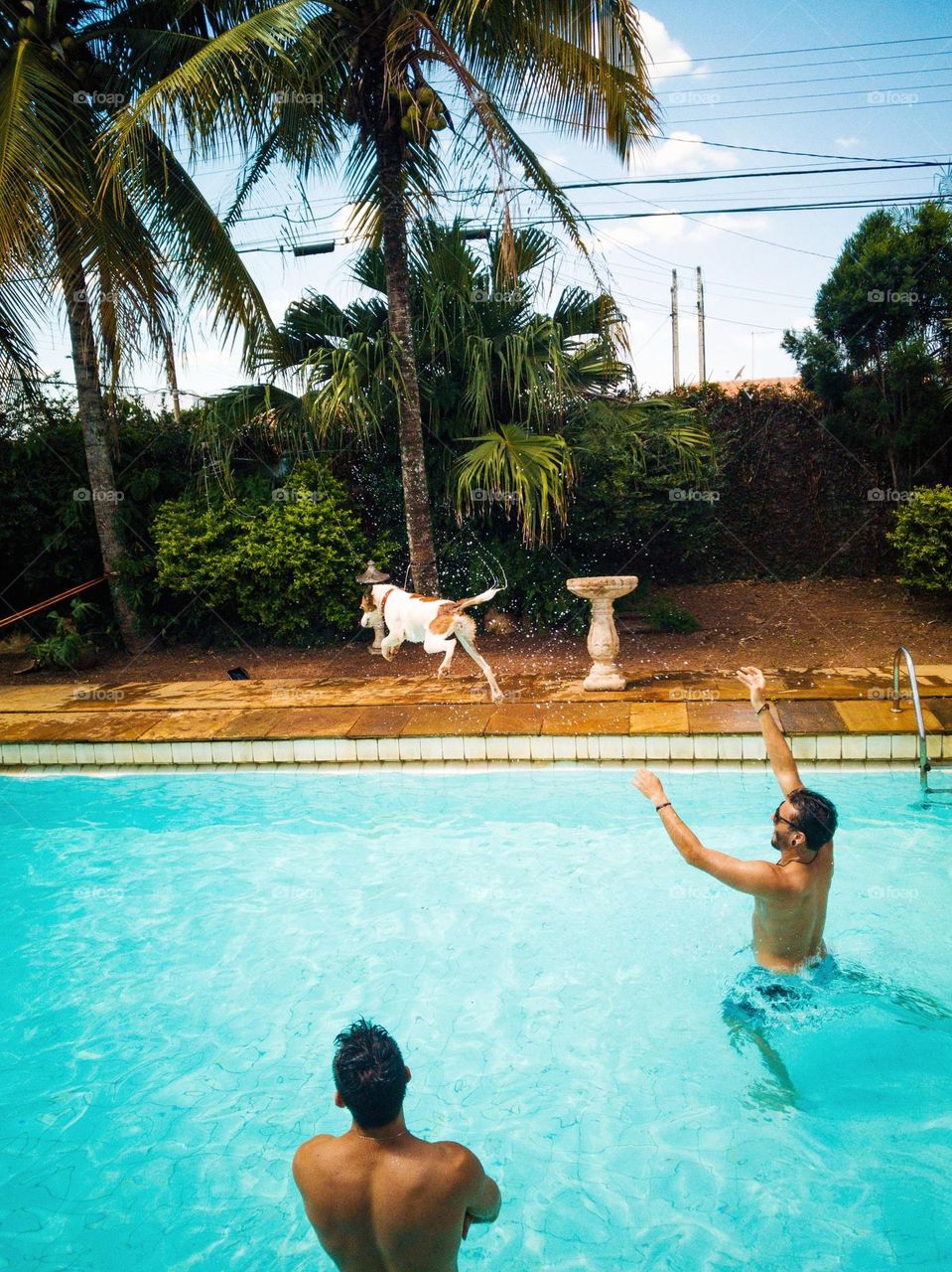 Man trowing a dog to dive at the swimming pool, summertime fun at the pool!