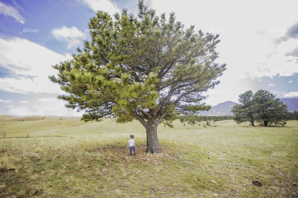 a boy and his tree