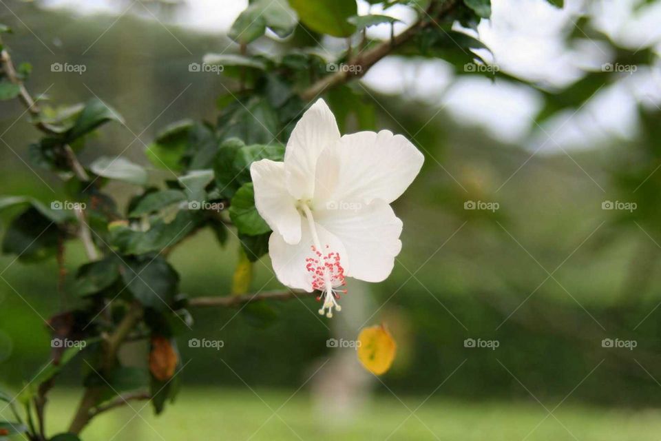 White flower