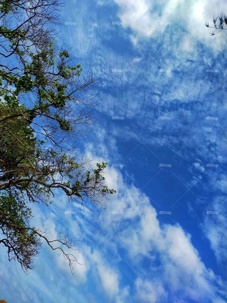 photography pictures of trees, mountains, cloves, rocks, sky, sea, sea