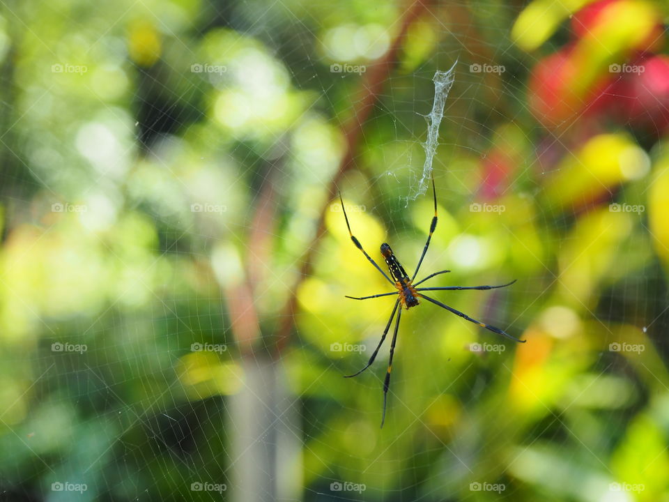 Spider, Nature, Insect, No Person, Spiderweb