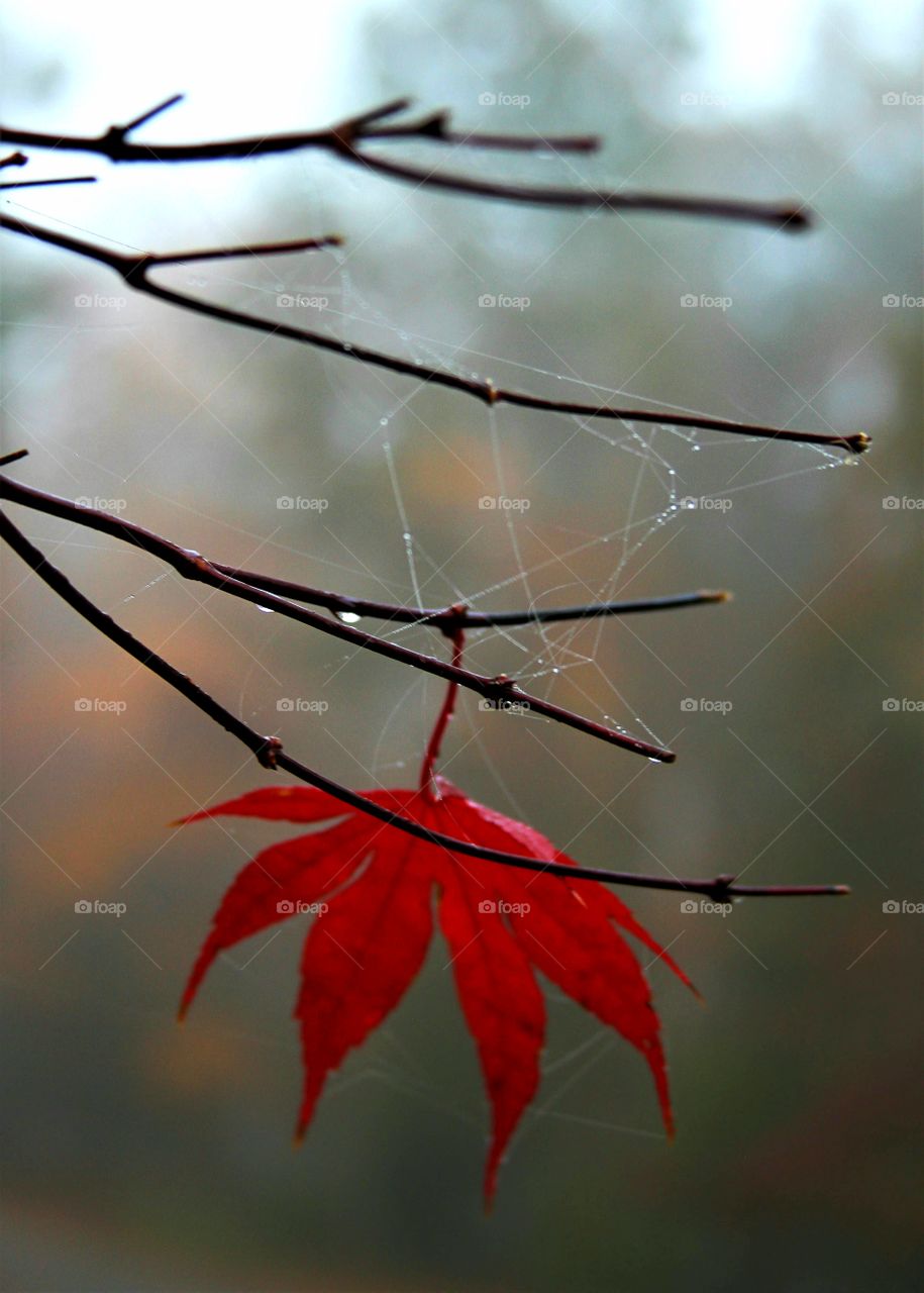 lone red  .  leaf i