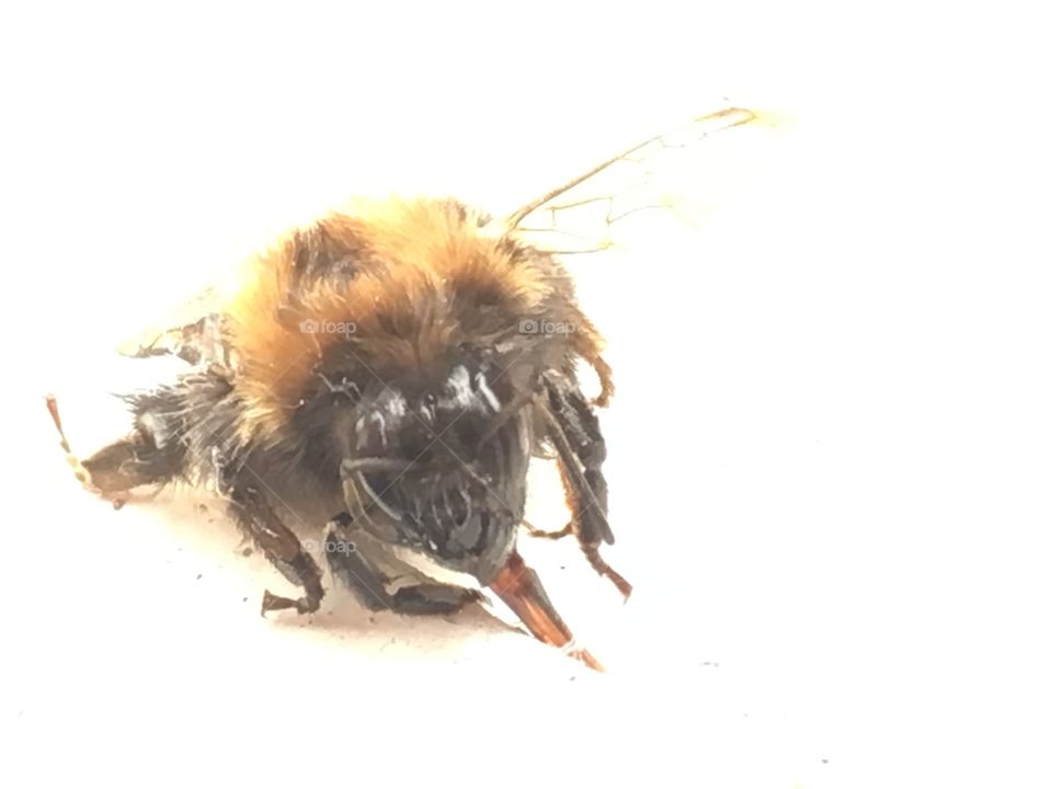 Close up view of an injured tree bumble bee drinking sugar water to recover in the garden 