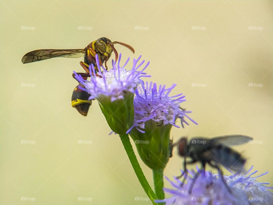 Macro photos of insects and plants.