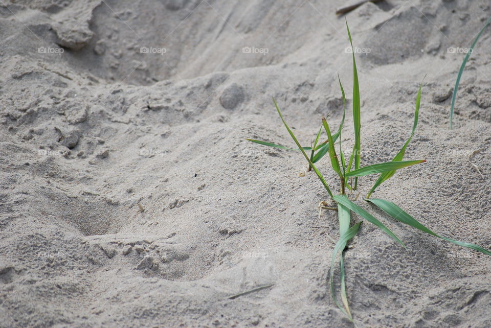 Sandy beach 