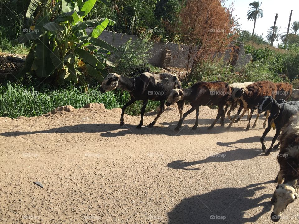 Sheep and goats in my village walking in the morning