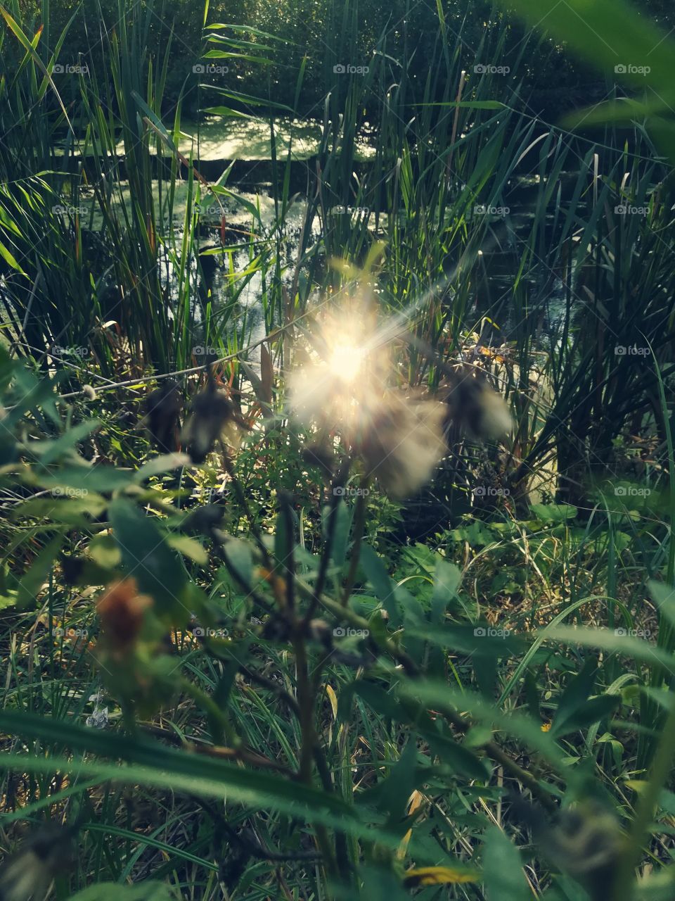 Magic Light in forest