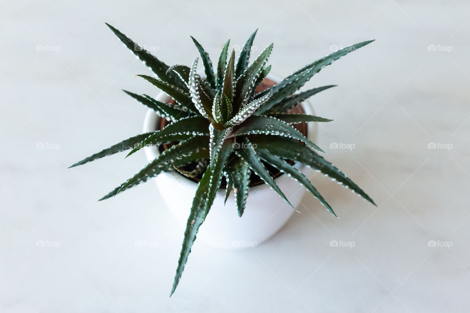 Small green aloe vera plant in a white pot
