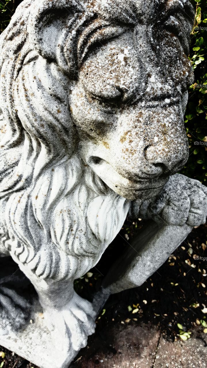 Stone Lion