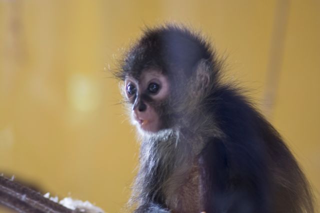 cute monkey
