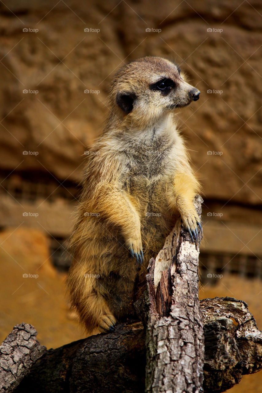 Meerkat sitting on wood
