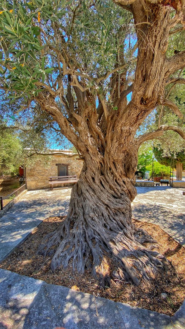 An old tree in a village in Cyprus. It has seen so many generations of humans pass by. And it is still there. A witness to the ability of the creation to live a long life