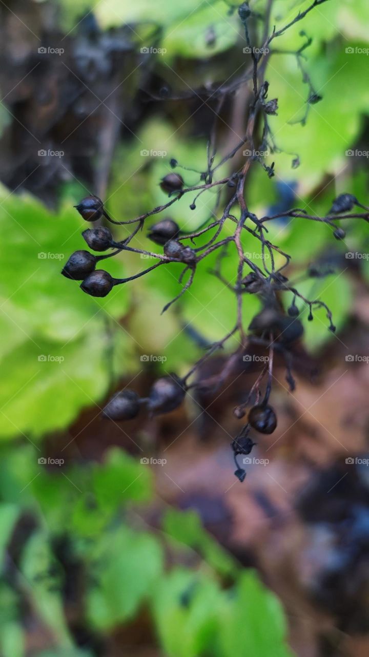 Pajuodėliai žolynai