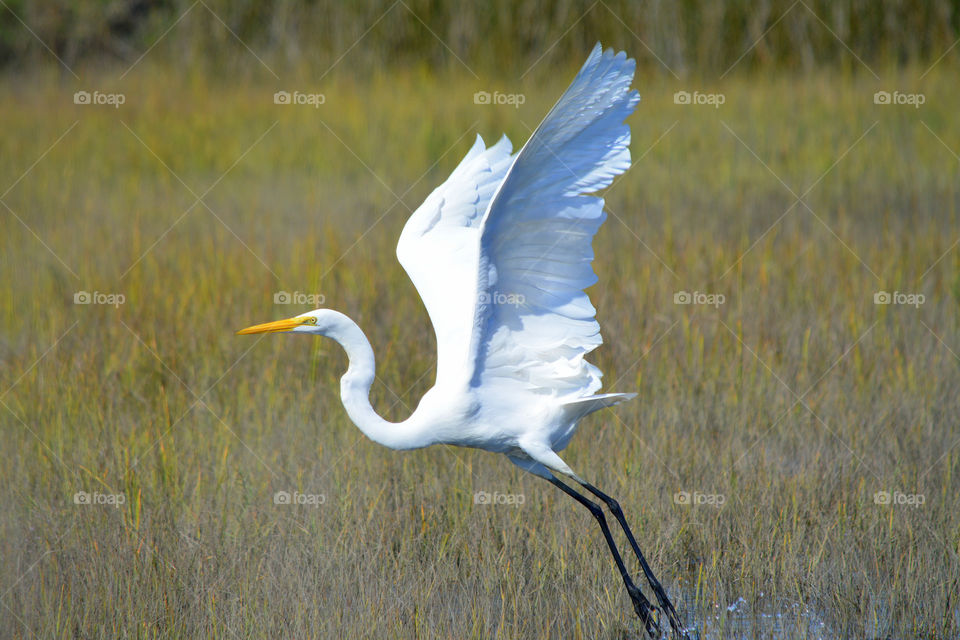 Great White Egret takes off from marsh