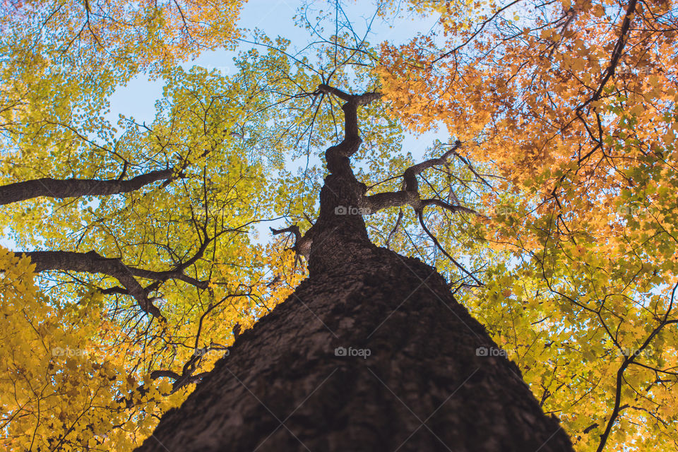 An cool upward perspective of vibrant colorful autumn in fall forest 