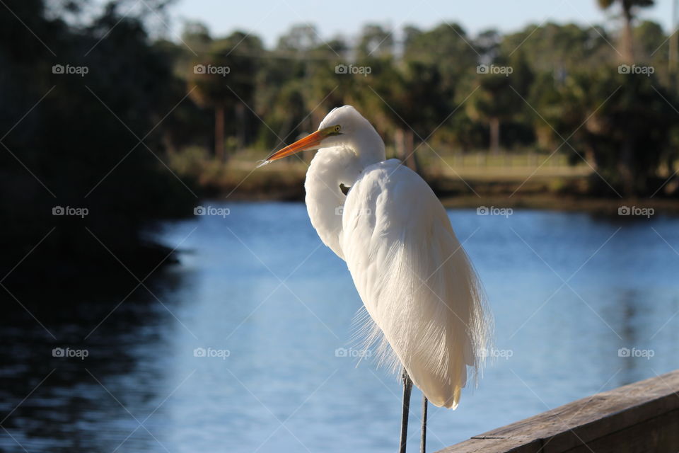the egret of poses