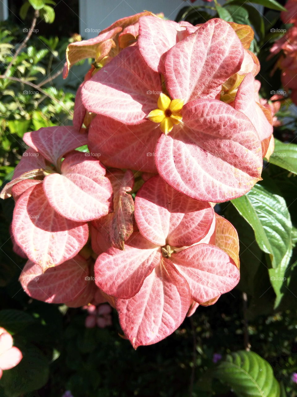 Nature, Flower, Flora, Leaf, Garden