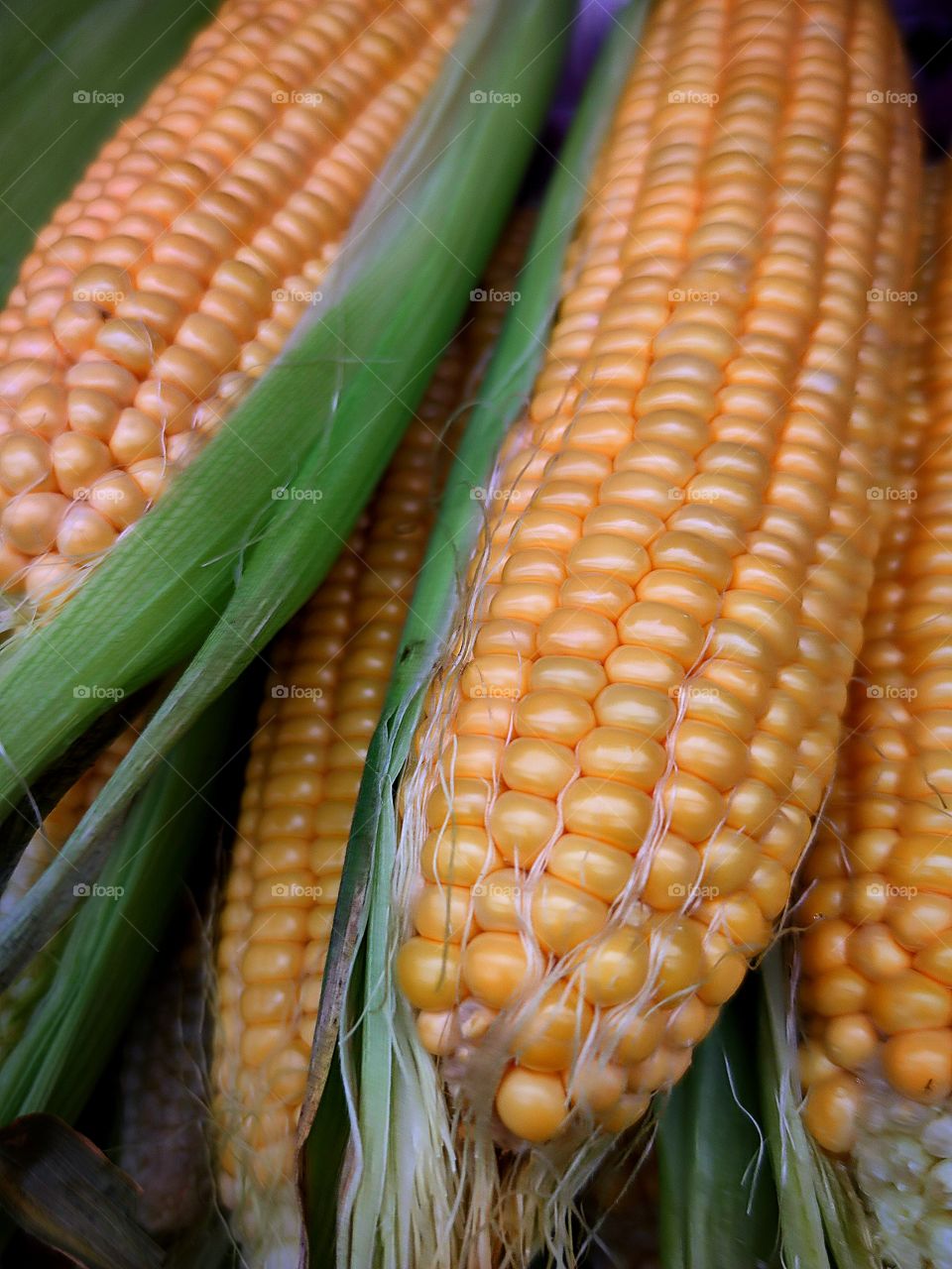 Cobs of fresh corn.  Large grains of corn