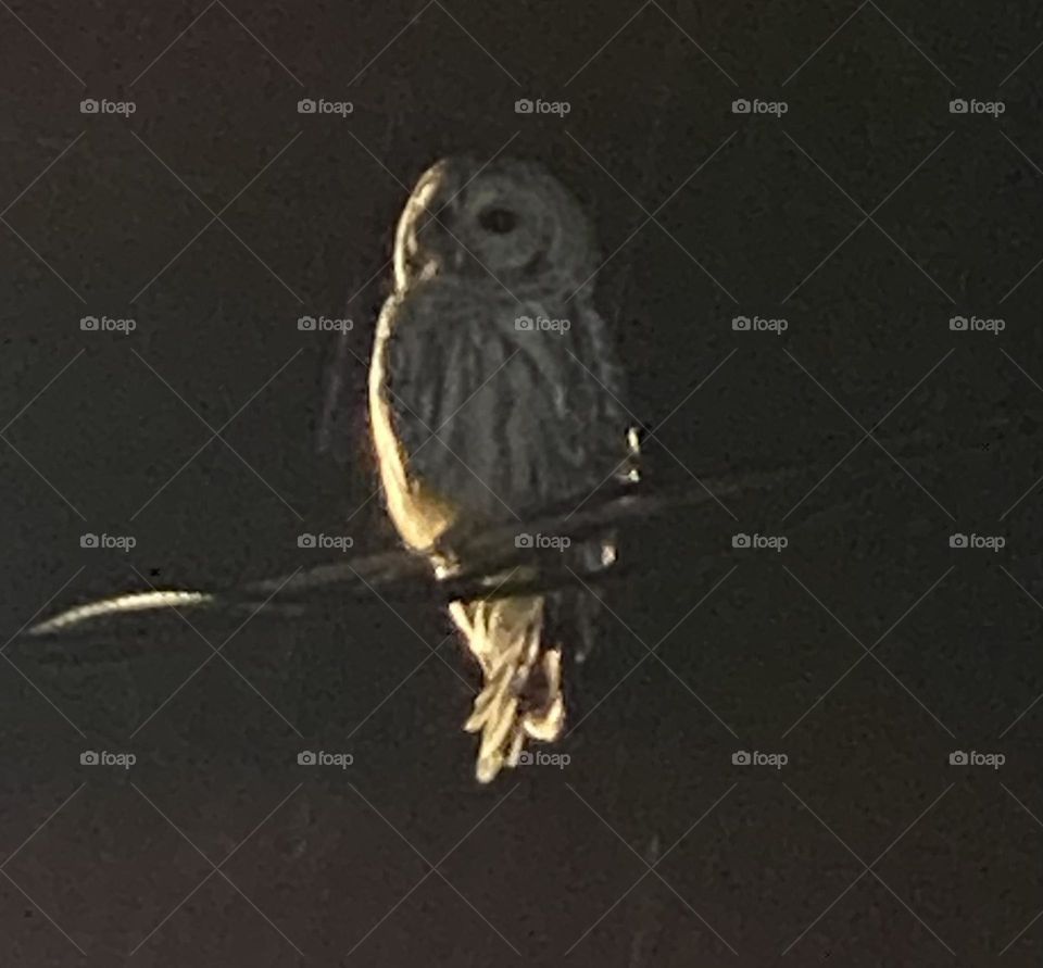 Barred White Owl in moonlight 