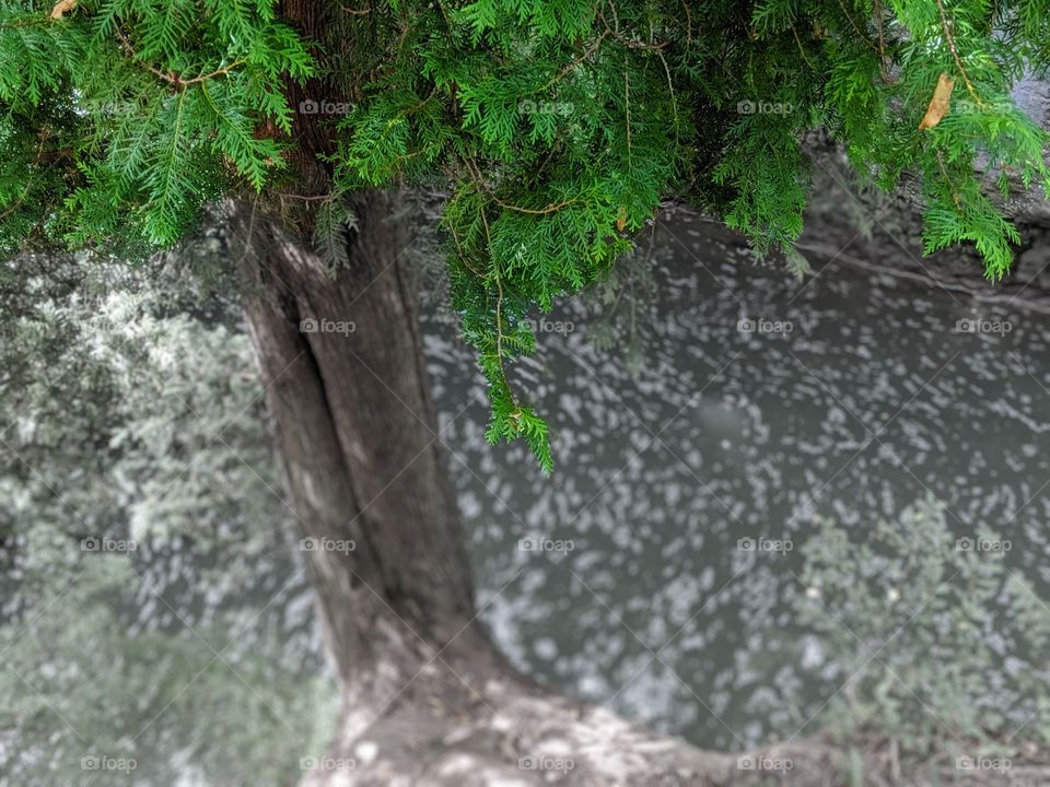 digital manipulation; color study; natural world